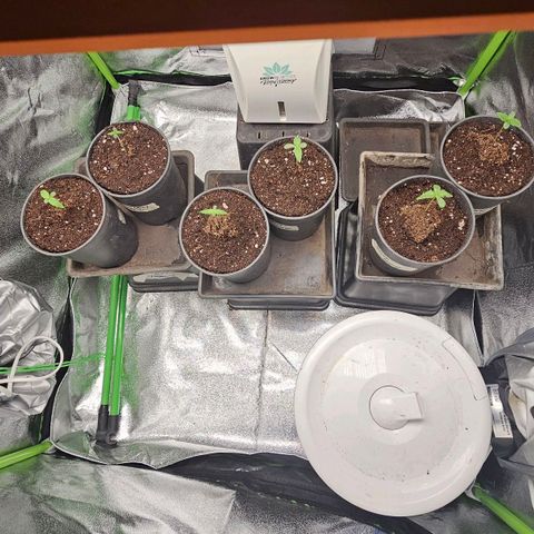 Black Domina growlog photo: Asi van después de 1 semana y como se vee en la foto rellene el macetero a nivel