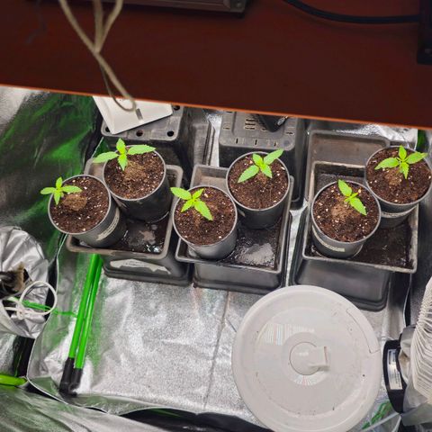 Black Domina growlog photo: 4 semanas desde la germinacion y así estan