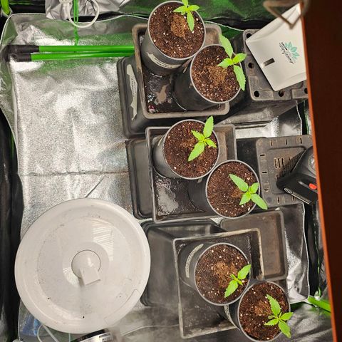 Black Domina growlog photo: 4 semanas desde la germinacion y así estan
