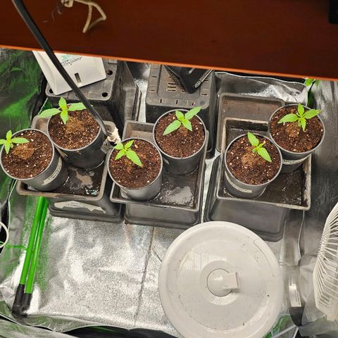 Black Domina growlog photo: 4 semanas desde la germinacion y así estan