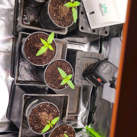 Black Domina growlog photo: 4 semanas desde la germinacion y así estan