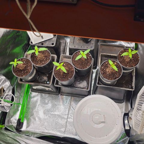 Black Domina growlog photo: 4 semanas desde la germinacion y así estan