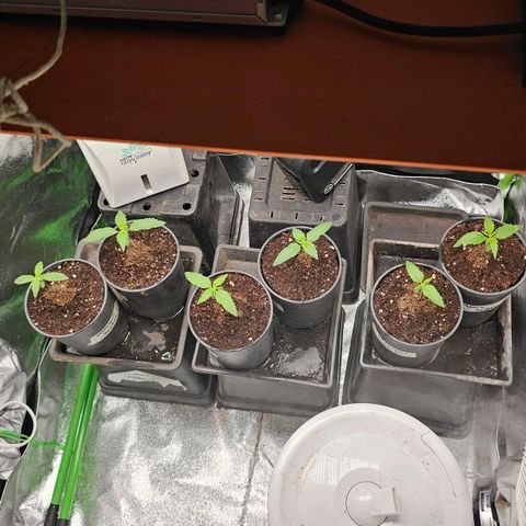 Black Domina growlog photo: 4 semanas desde la germinacion y así estan