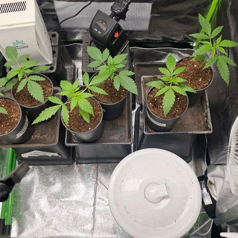 Black Domina growlog photo: 1 semana después 