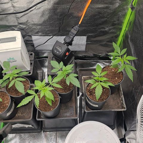 Black Domina growlog photo: 1 semana después 
