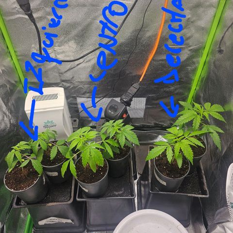 Black Domina growlog timeline photo
