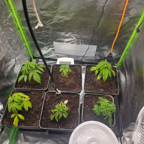 Black Domina growlog timeline photo