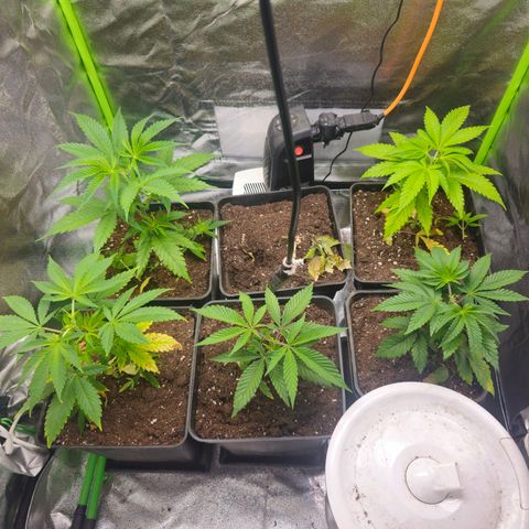 Black Domina growlog timeline photo