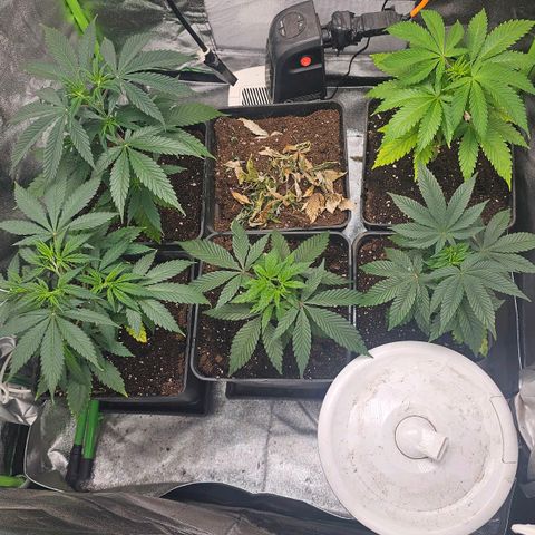 Black Domina growlog timeline photo