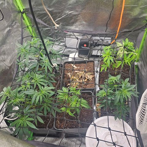 Black Domina growlog timeline photo