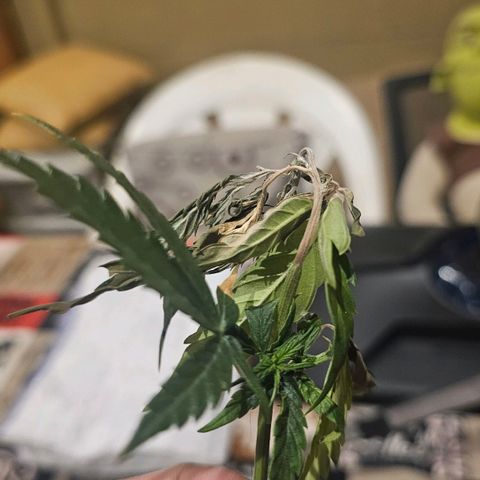 Black Domina growlog photo:  O se por que pasa esto