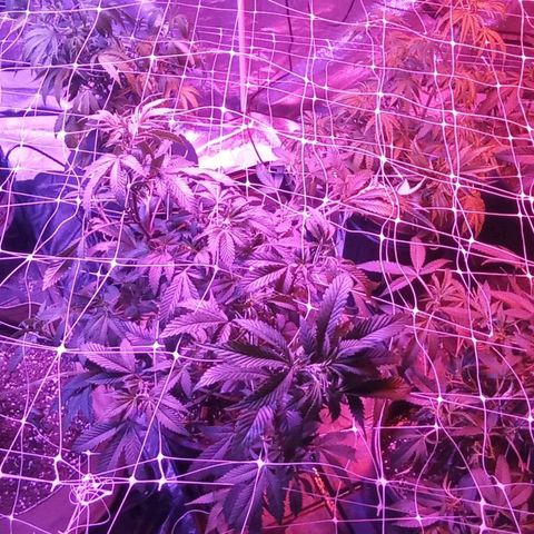 Fourtane Cookies Hybrid growlog timeline photo
