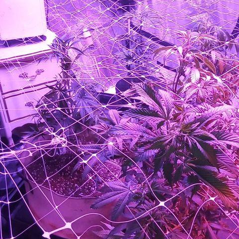 Blue Cookie Dough ice cream Sativa  growlog timeline photo