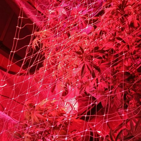 Blue Cookie Dough ice cream Sativa  growlog timeline photo