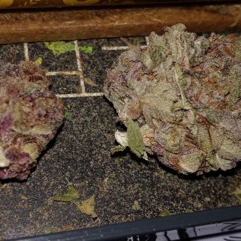 Blue Cookie Dough ice cream Sativa  growlog timeline photo