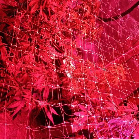 Blue Cookie Dough ice cream Sativa  growlog timeline photo
