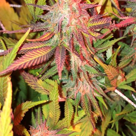 Blue Cookie Dough ice cream Sativa  growlog timeline photo