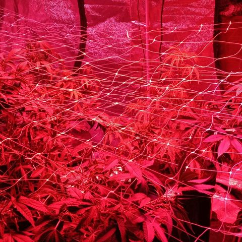 Blue Cookie Dough ice cream Sativa  growlog timeline photo