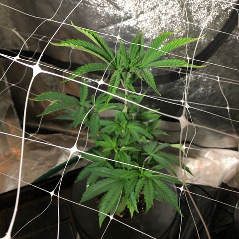 Blue Cookie Dough ice cream Sativa  growlog timeline photo