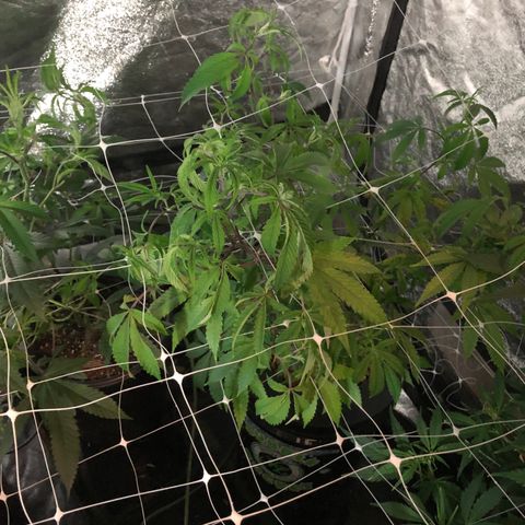 Fourtane Cookies Hybrid growlog timeline photo
