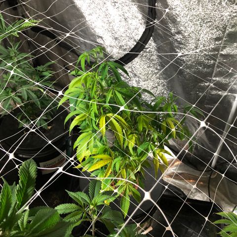 Fourtane Cookies Hybrid growlog timeline photo