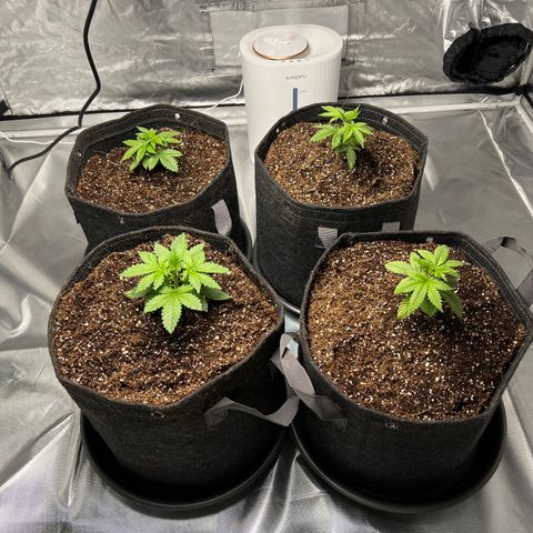 GG#4 growlog photo: Repotted from 2.5 Gallon. No watering or
feeding. 