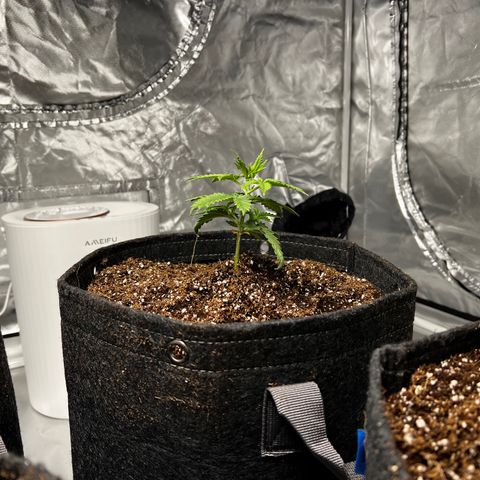 GG#4 growlog photo: 2 hour difference. 