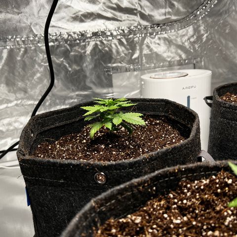 GG#4 growlog photo: 2 hour difference. 