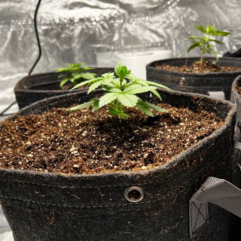 GG#4 growlog photo: 2 hour difference. 