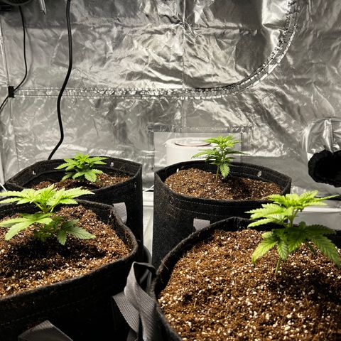 GG#4 growlog photo: 0600-the ladies are looking amazing after transplant, no water or nutes yet. 