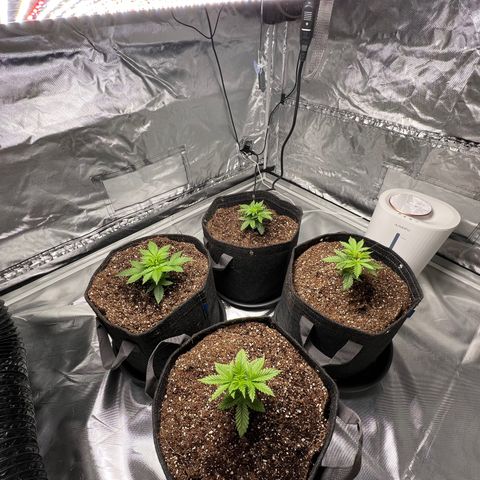 GG#4 growlog photo: 0600-the ladies are looking amazing after transplant, no water or nutes yet. 