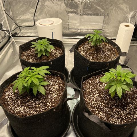 GG#4 growlog photo: Notating slight droop, this is immediately after watering. Hopefully they perk up 