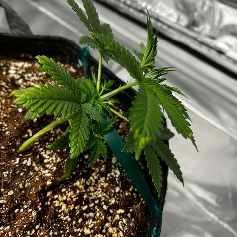 GG#4 growlog photo: LST❗️