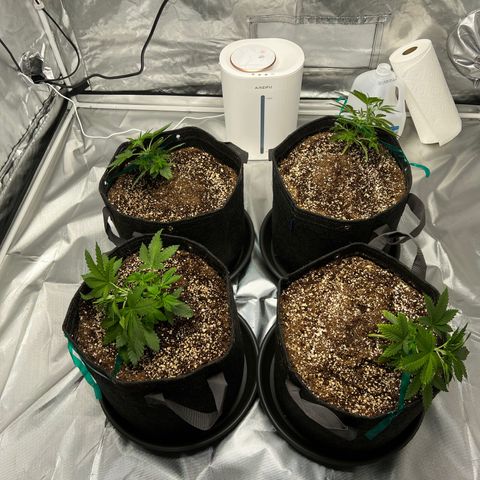 GG#4 growlog photo: LST❗️