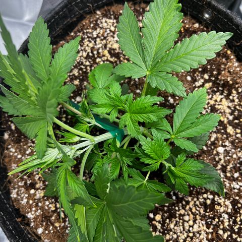 GG#4 growlog photo: LST❗️