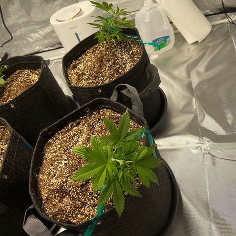 GG#4 growlog photo: LST❗️