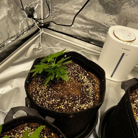 GG#4 growlog photo: LST❗️