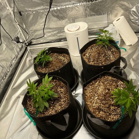 GG#4 growlog photo: LST❗️