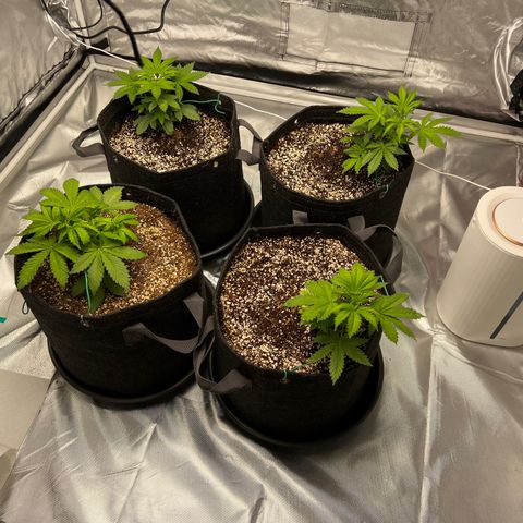 GG#4 growlog photo: LSTLSTLST