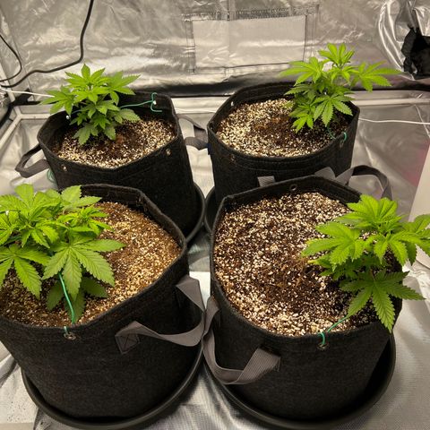 GG#4 growlog photo: LSTLSTLST