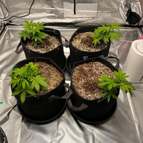 GG#4 growlog photo: FIRST TOPPING