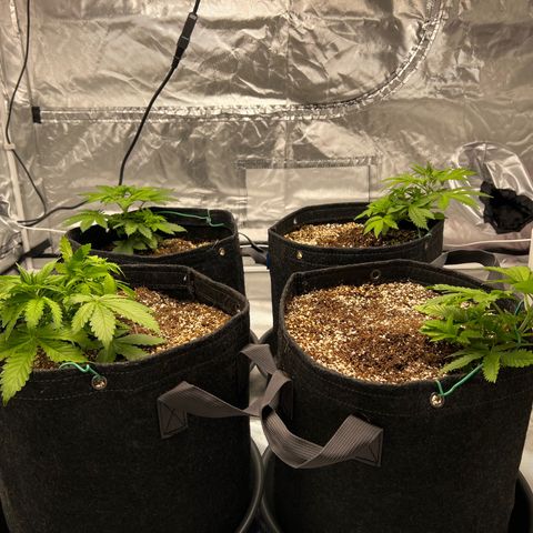GG#4 growlog photo: FIRST TOPPING