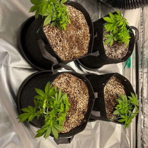 GG#4 growlog photo: FIRST TOPPING