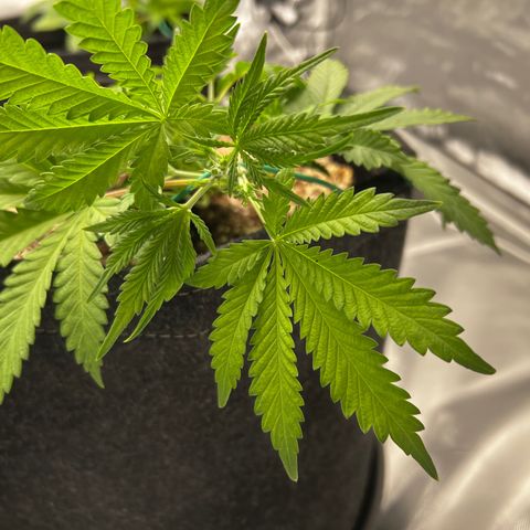 GG#4 growlog photo: FIRST TOPPING