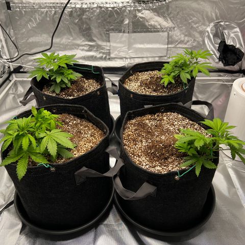 GG#4 growlog photo: FIRST TOPPING