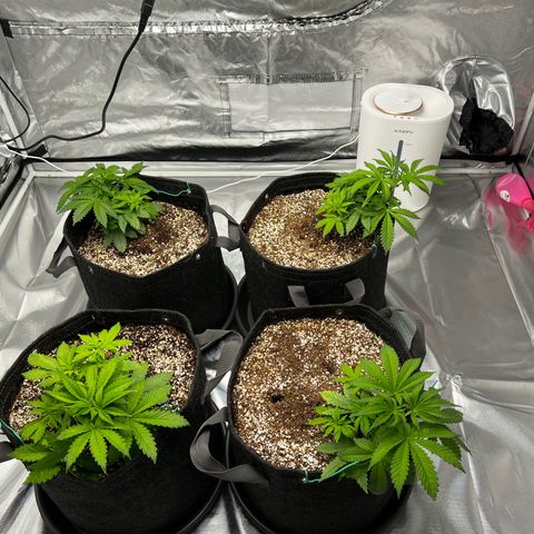 GG#4 growlog timeline photo