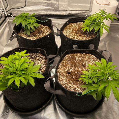 GG#4 growlog timeline photo