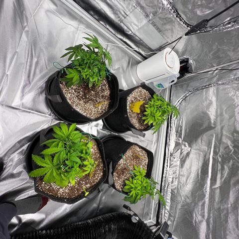 GG#4 growlog timeline photo