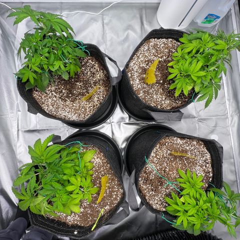 GG#4 growlog timeline photo