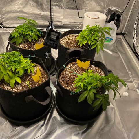 GG#4 growlog timeline photo